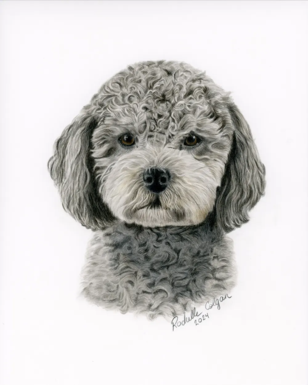 Realistic custom portrait of Bichon Shitzu dog head and chest. By Alberta artist Rochelle Colgan