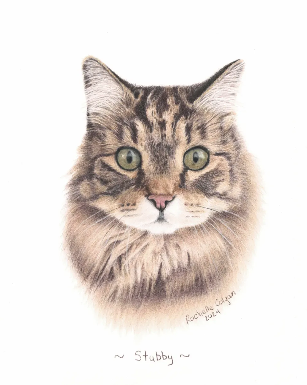 Realistic custom portrait of long haired tabby cat head and chest. By Alberta artist Rochelle Colgan