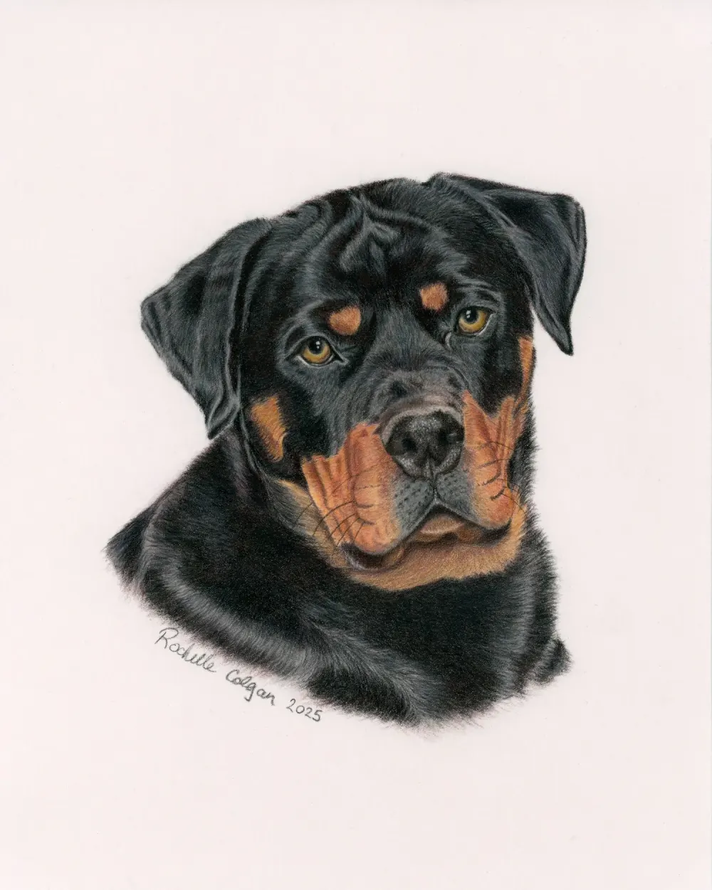 Realistic custom portrait of Rottweiler dog head and chest. By Alberta artist Rochelle Colgan
