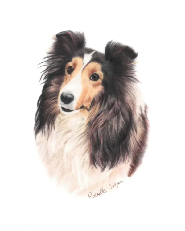 Realistic custom portrait of Sheltie dog head and chest. By Alberta artist Rochelle Colgan