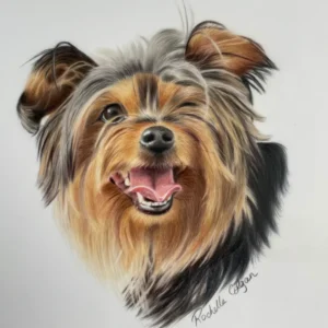 Realistic custom portrait of Yorkshire terrier dog head and chest. By Alberta artist Rochelle Colgan