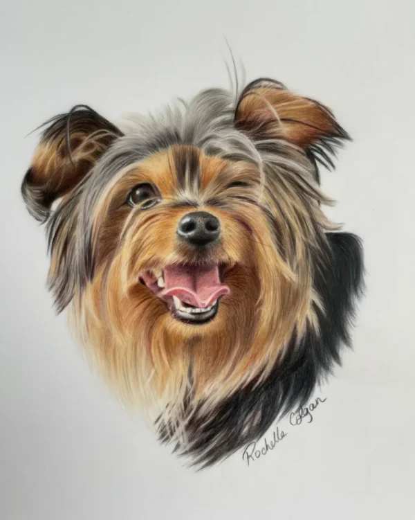 Realistic custom portrait of Yorkshire terrier dog head and chest. By Alberta artist Rochelle Colgan