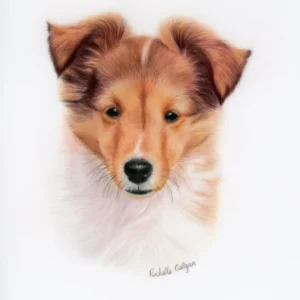 Realistic custom portrait of Sheltie puppy head and chest. By Alberta artist Rochelle Colgan