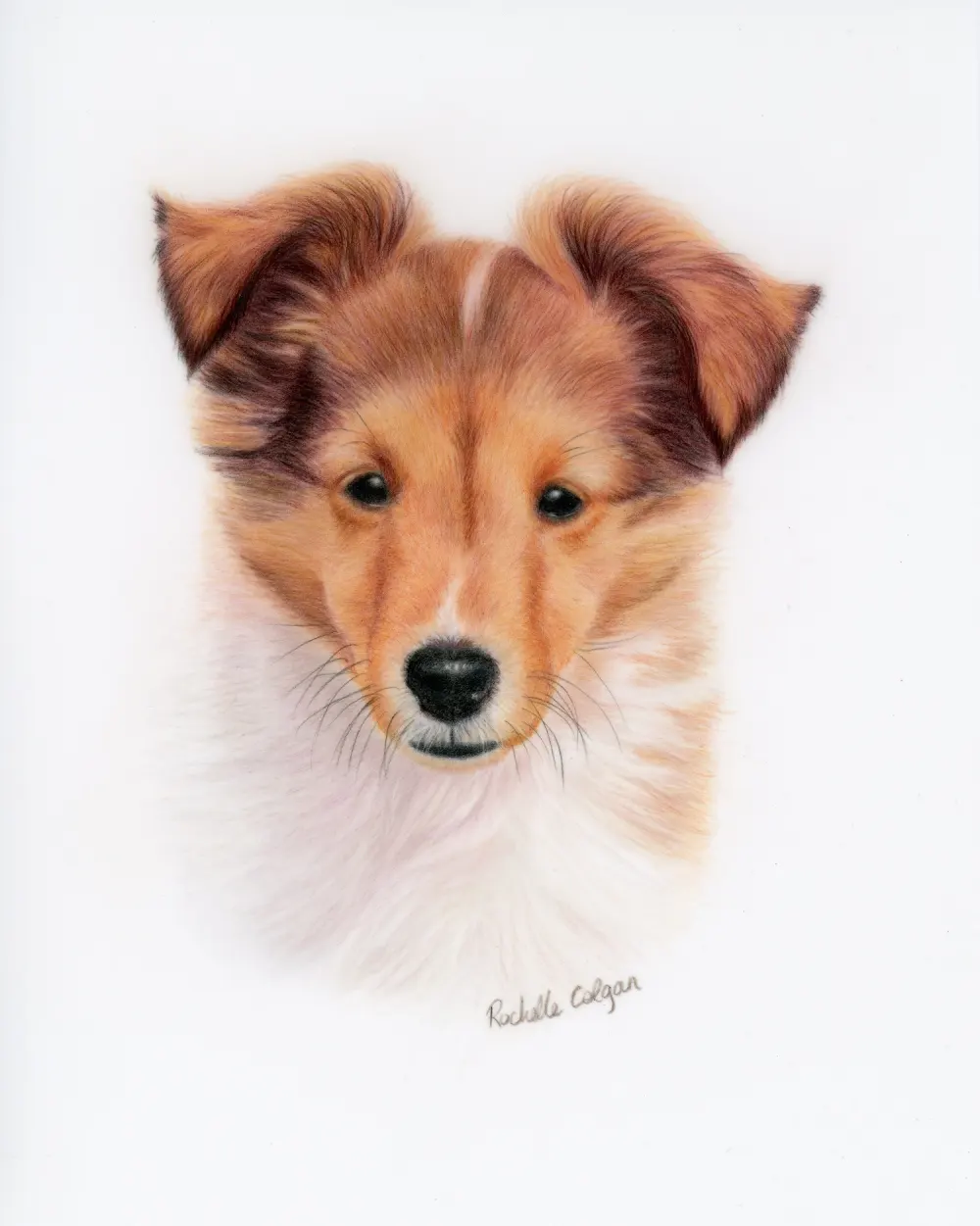 Realistic custom portrait of Sheltie puppy head and chest. By Alberta artist Rochelle Colgan